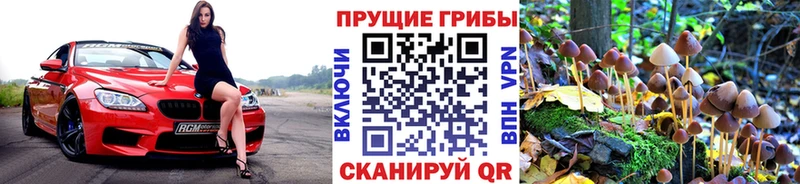 Галлюциногенные грибы Psilocybine cubensis  что такое   Макарьев 